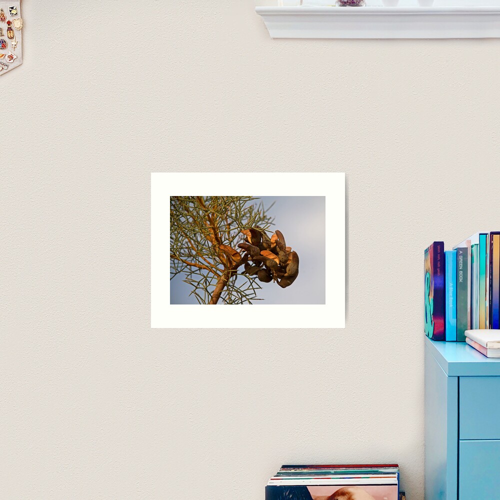 Seed Pods Art Print