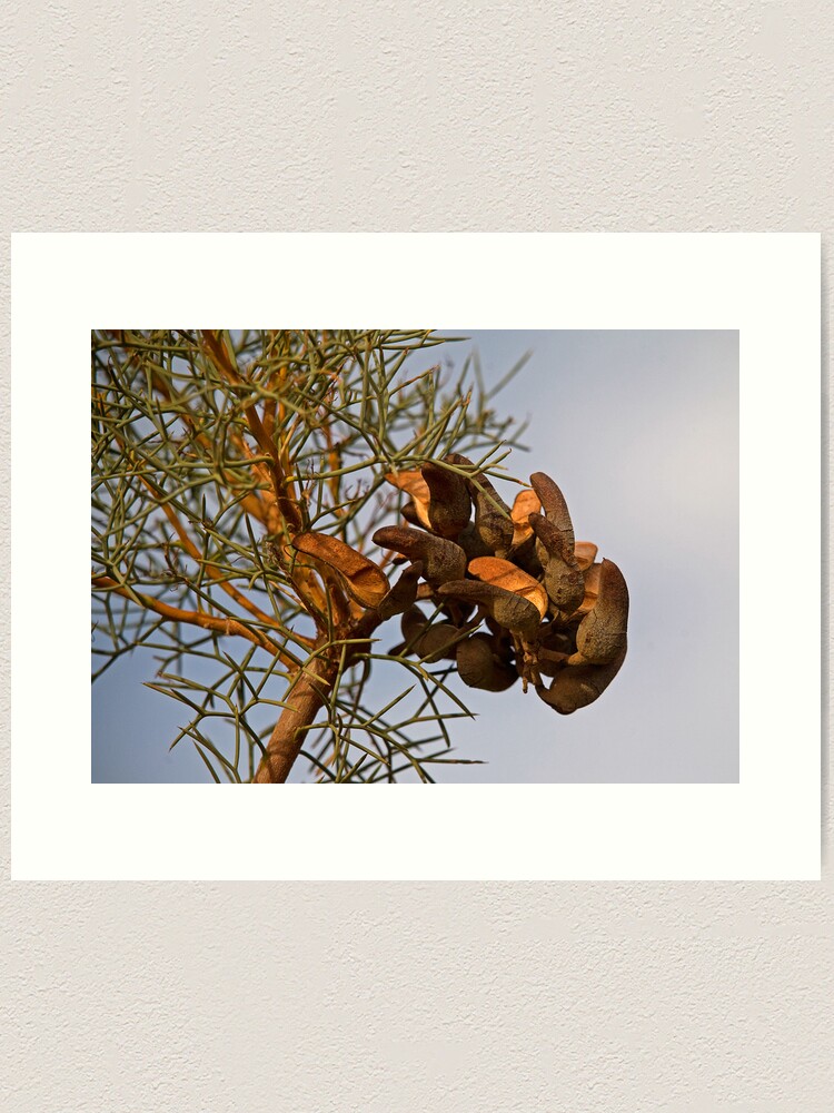 Alternate view of Seed Pods Art Print