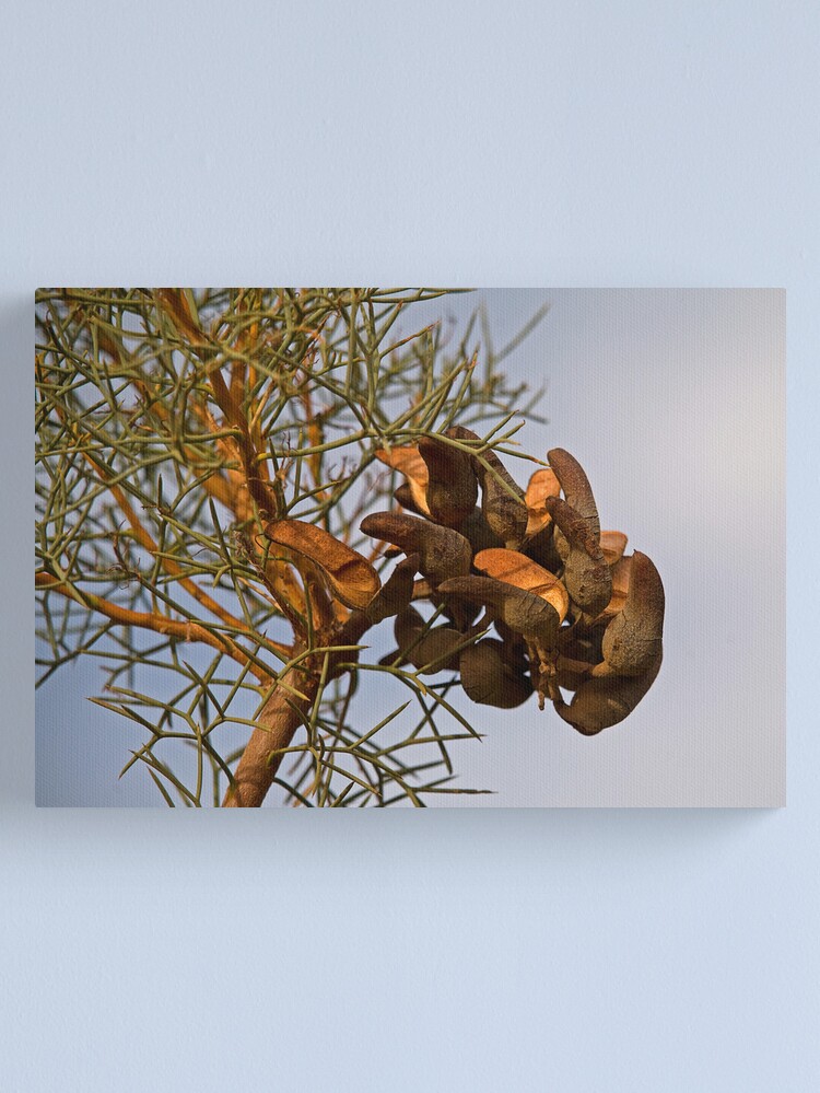 Alternate view of Seed Pods Canvas Print