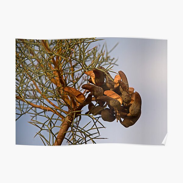 Seed Pods Poster