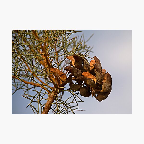 Seed Pods Photographic Print