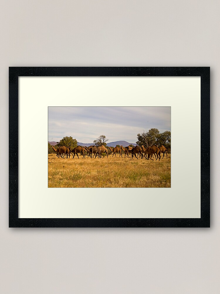 Alternate view of Camel Herd Framed Art Print