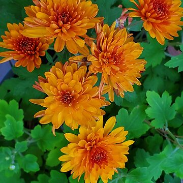 Artwork thumbnail, Chrysanthemum from my garden by dreamie09