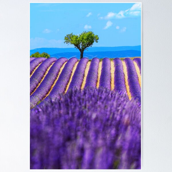 Item preview, Lavender fiels of Valensole designed and sold by Gaël FONTAINE.