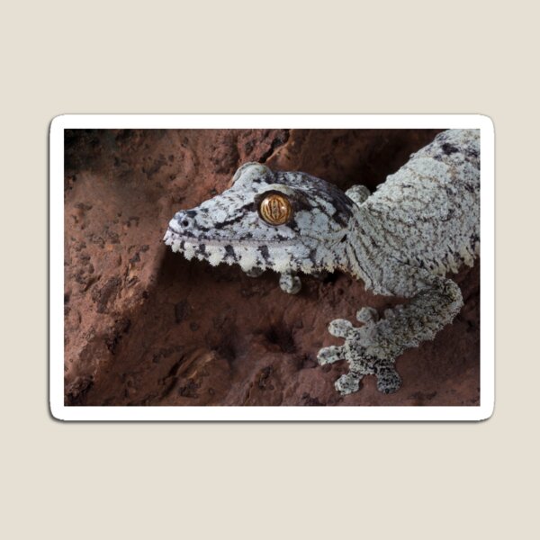 Giant Leaf tailed gecko Magnet