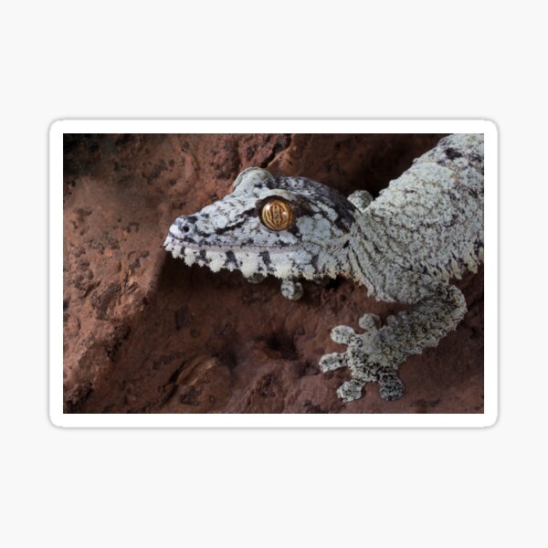 Giant Leaf tailed gecko Sticker