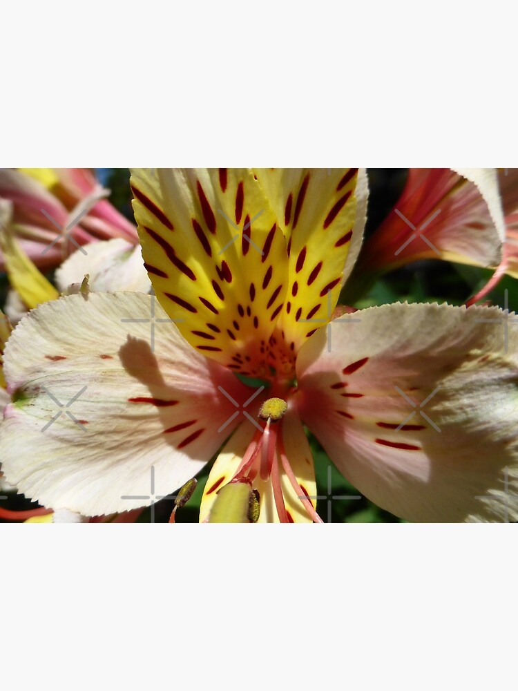 Tigerlily Flower by webgrrl