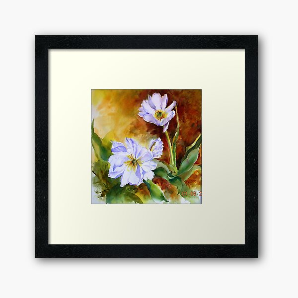 White Tulips in bloom Framed Art Print