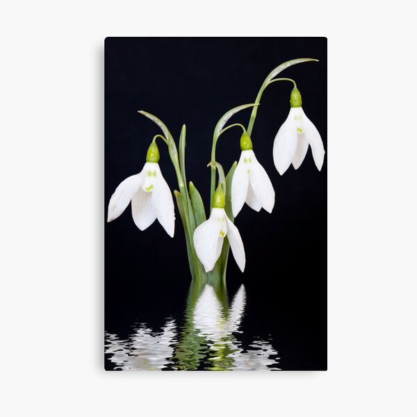 Snowdrop Reflection Canvas Print