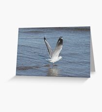 Bird Greeting Card