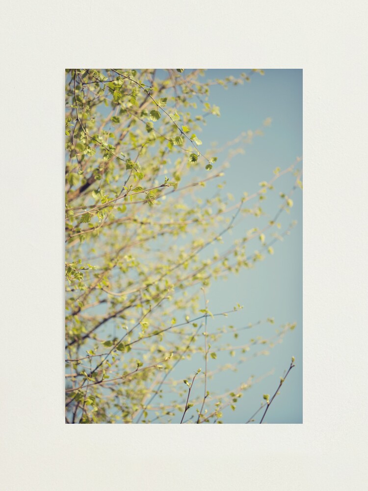 Alternate view of Day 289 - 24th April 2012 Photographic Print