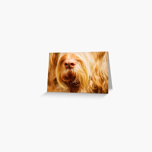 Soft Spinone Nose Greeting Card