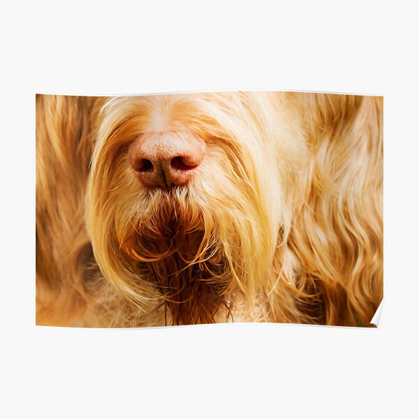 Soft Spinone Nose Poster