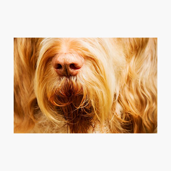 Soft Spinone Nose Photographic Print