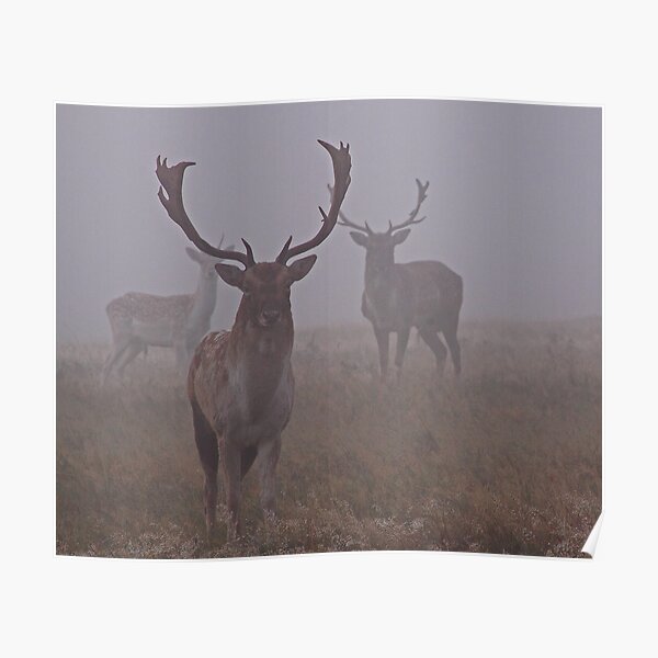 Dear In Mist Poster