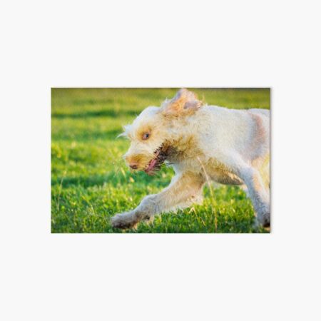 Chase me Spinone Art Board Print