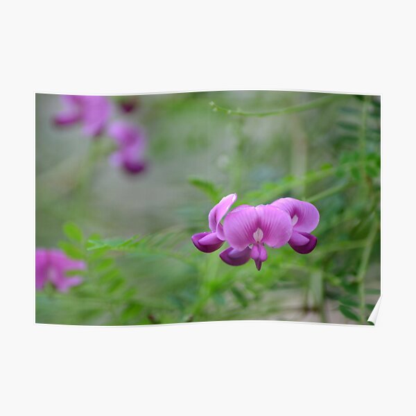 Pretty Purple Flowers Poster