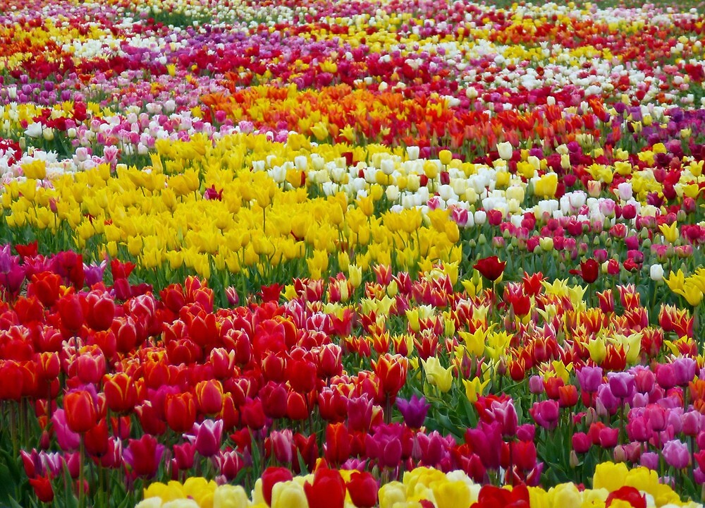  the world s most beautiful  tulip  garden  by supergold 