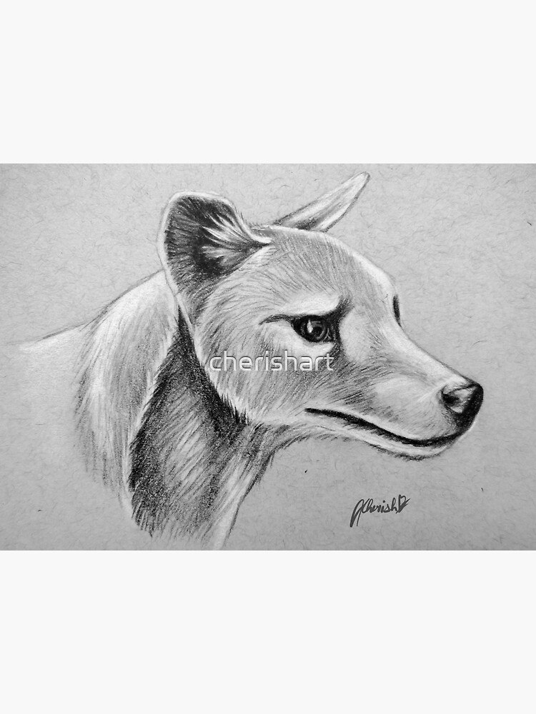 Thylacine by cherishart