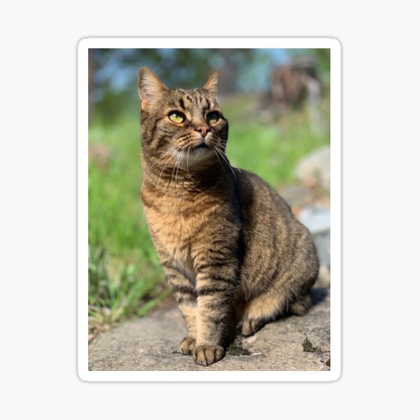 Artikel-Vorschau von Die Norwegische Waldkatze, designt und verkauft von AxRiiseDesign.