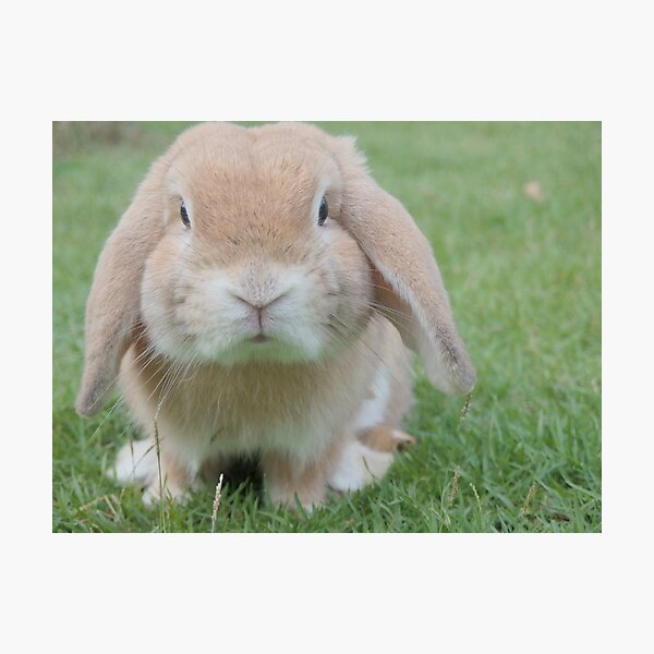 Item preview, Cute Bunny designed and sold by cgroenewald.