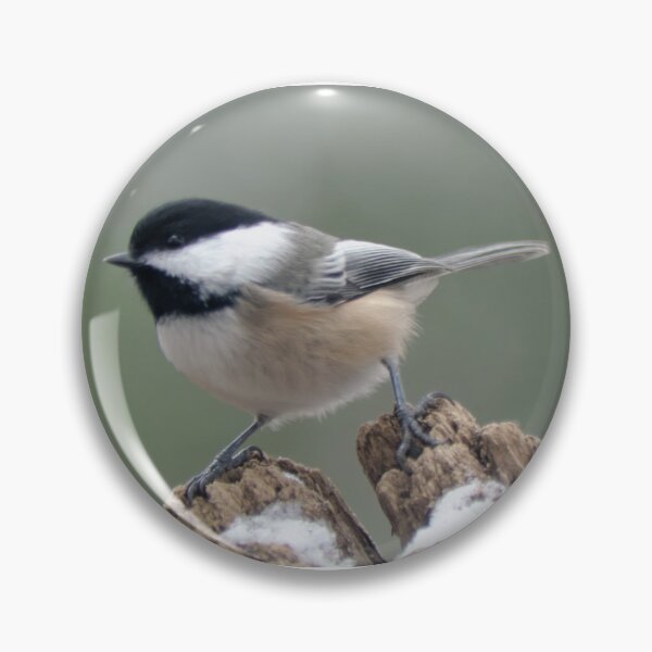 Item preview, Black-capped Chickadee (Poecile atricapillus) in Winter designed and sold by rodmacpherson.