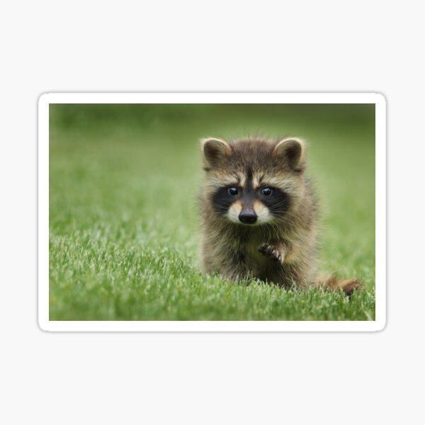 Item preview, Cute Raccoon walking on grass designed and sold by cgroenewald.