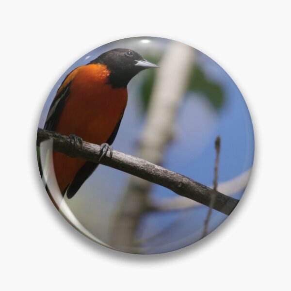 Artikelvorschau, Männchen Baltimore Oriole entworfen und verkauft von Alyce Taylor.