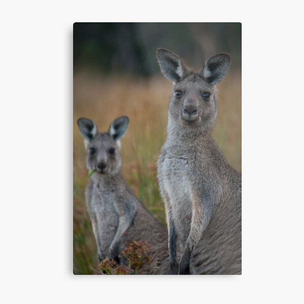 What are you looking at? Metal Print