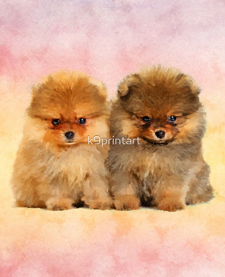 cute pom puppies