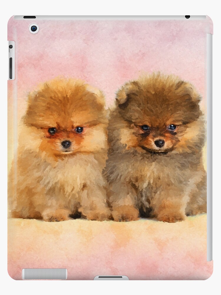 Cute Pomeranian Puppies