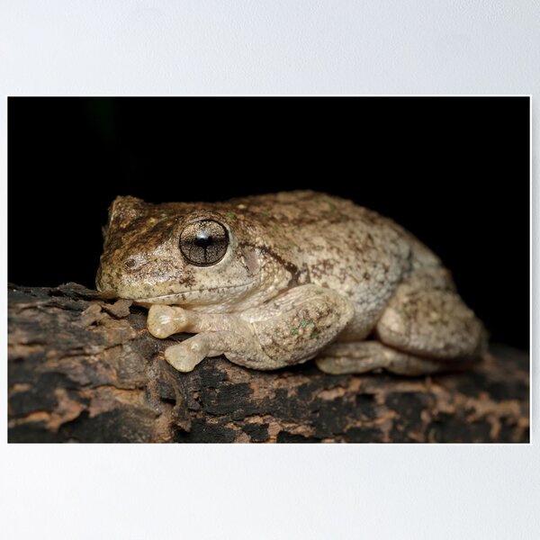 Item preview, Peron's Tree Frog - Litoria peronii designed and sold by Andrew Trevor-Jones.