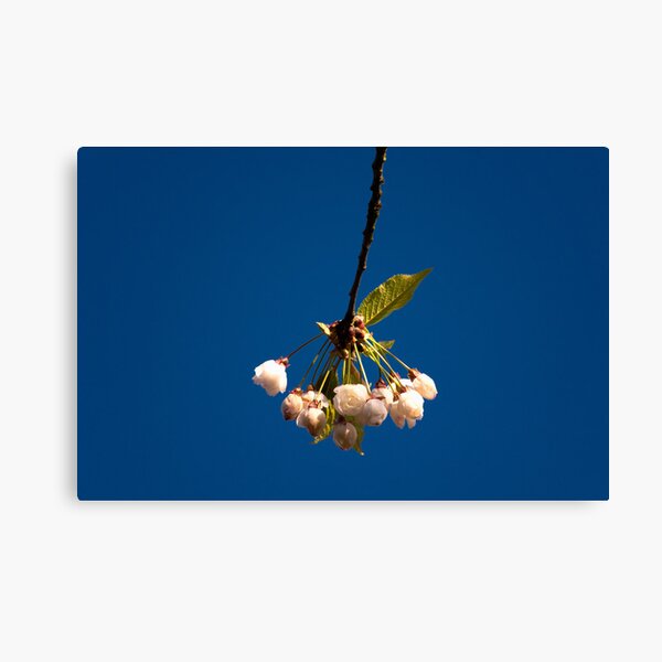 Item preview, Hovering in the blue sky designed and sold by THHoang.