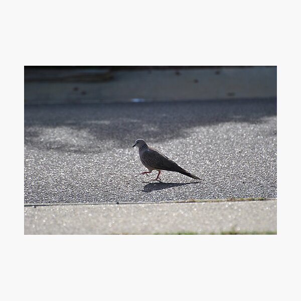 Pigeon Step Photographic Print