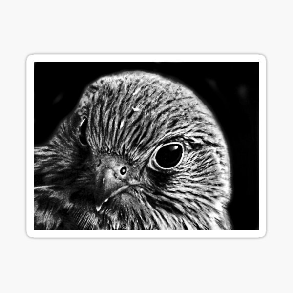 Baby Hawk Geschenke Merchandise Redbubble