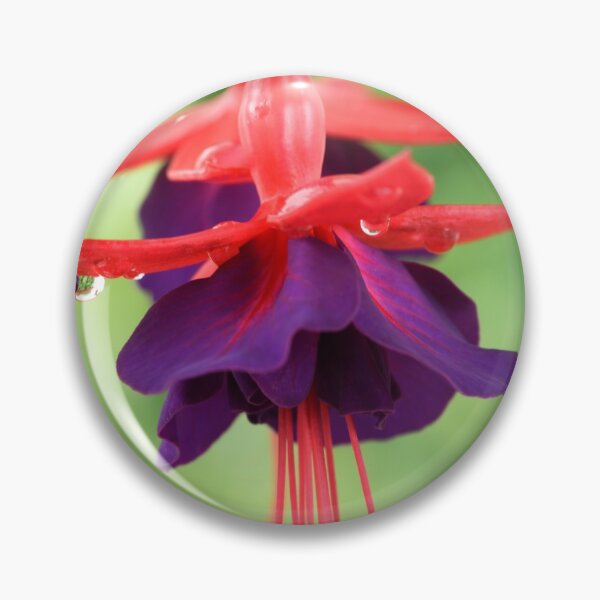 Item preview, Fuchsia  FuchsiaBerry designed and sold by Chris Burrows.