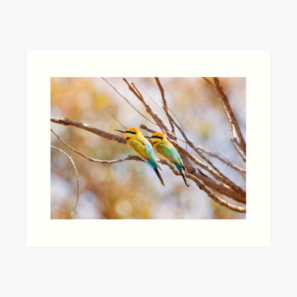 Item preview, Rainbow bee eater, Perth, Western Australia designed and sold by Marc Russo.