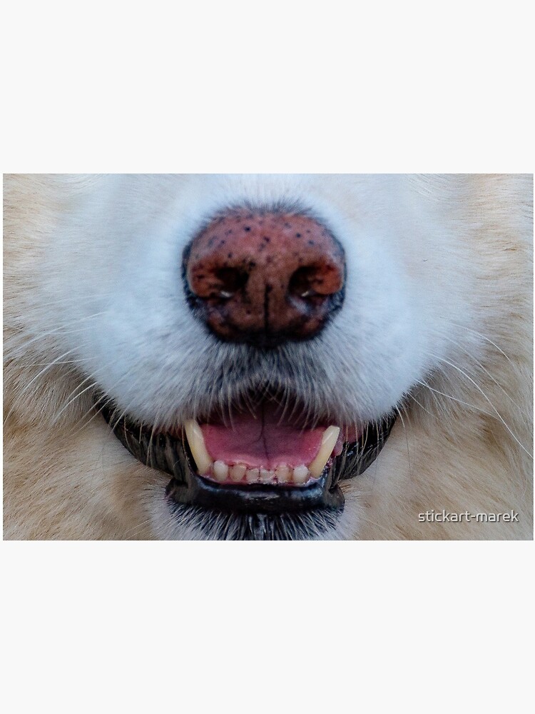 dogs nose by stickart-marek