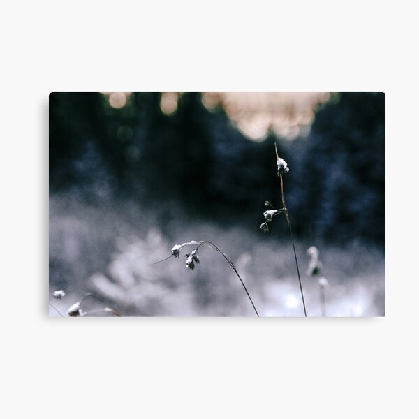 Frosty Flowers Canvas Print