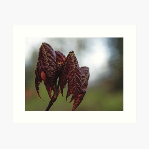 Folded Leaves Art Print