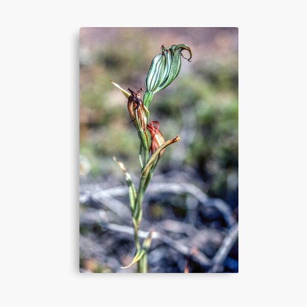 Item preview, Green orchid French Man's Peak Esperance Western Australia 19820903 0043 designed and sold by Fred Mitchell.