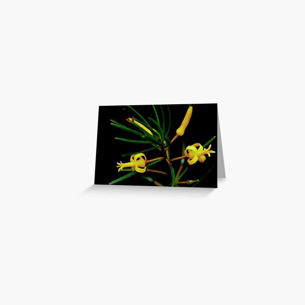 Persoonia virgata Greeting Card