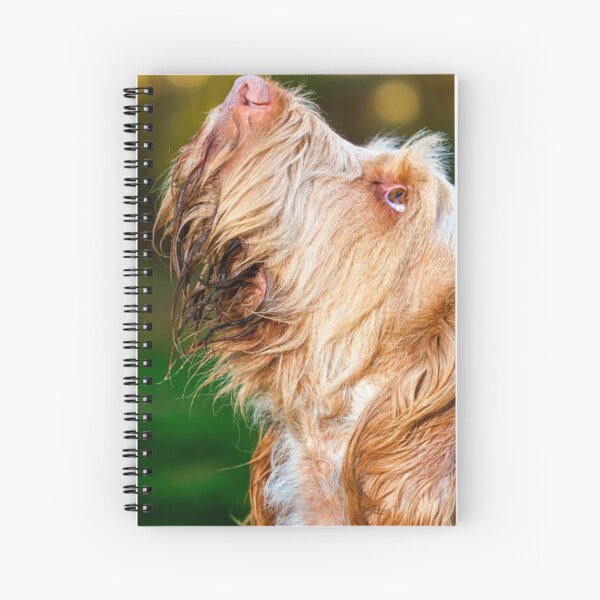 I spy with my orange eye Spinone Spiral Notebook