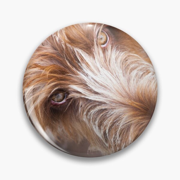 Gazing up Spinone Pin