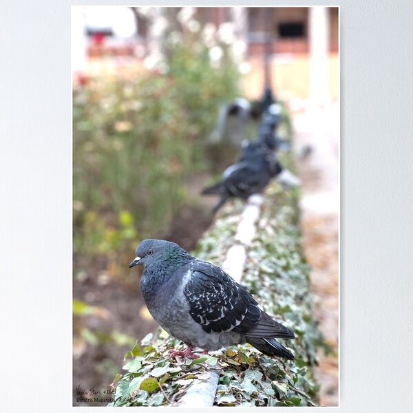 Item preview, A Pigeon on a Fence designed and sold by Vassia Sarri.