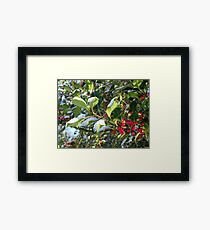 Holly Branch Framed Print