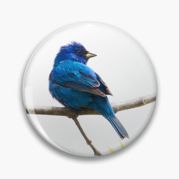 Item preview, Indigo Bunting designed and sold by PixlPixi.