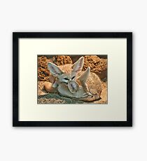 Fennec Fox Framed Print