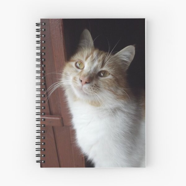 Aperçu de l'œuvre chat roux créée et vendue par Fensy.