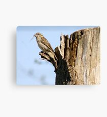 Gathering Materials Canvas Print